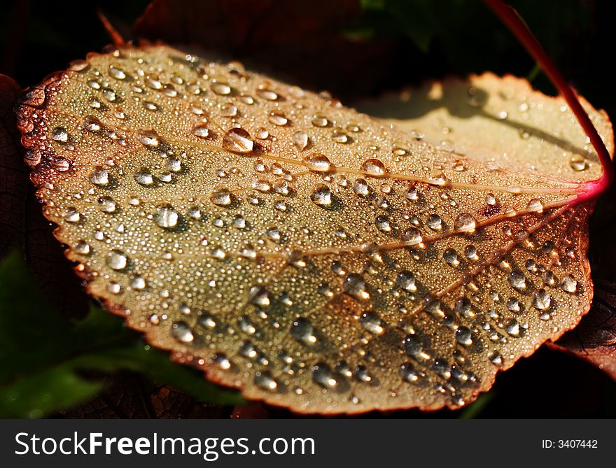 Leaf with dew drops in the early morning