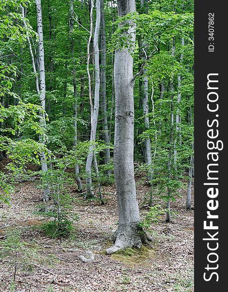 Mountain forest in spring with tall trees