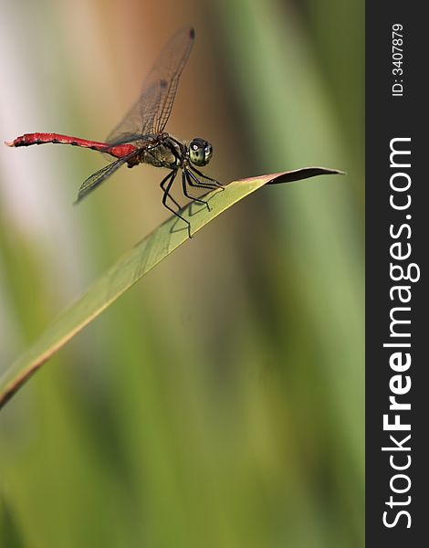 Image of a red dragonfly on green leaf