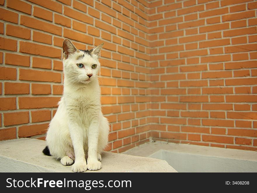 A white persian cat is sitting seriously