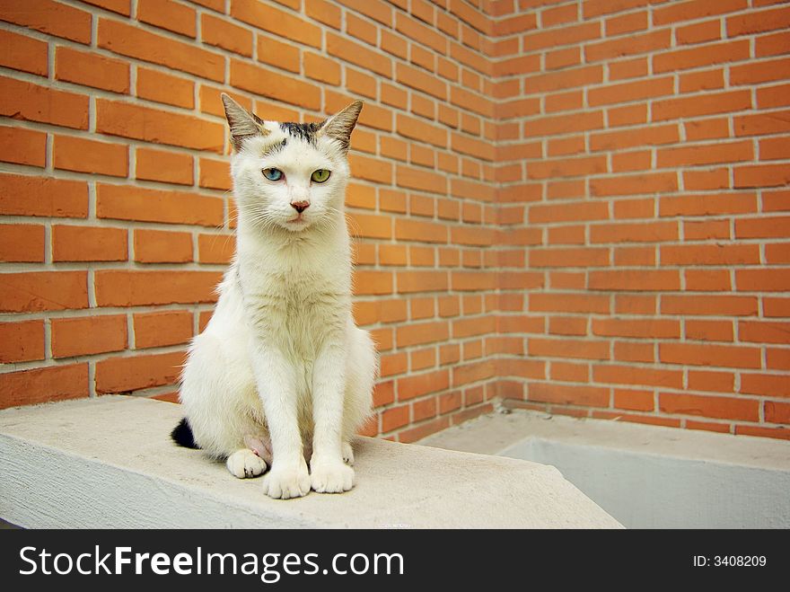 A persian cat staring at you