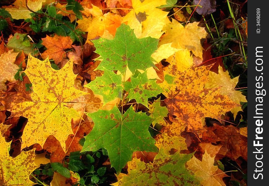 Green, yellow and red maple leaves, autumn.