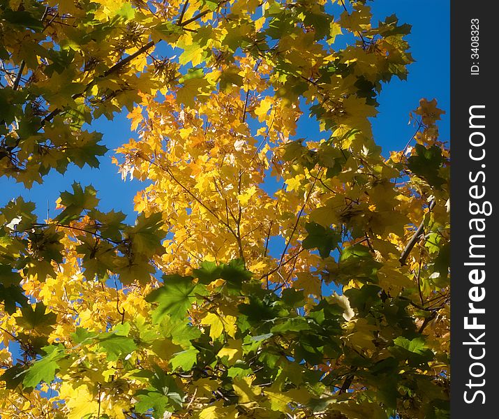 Clear sky. Maple leaves into sun rays. Clear sky. Maple leaves into sun rays.