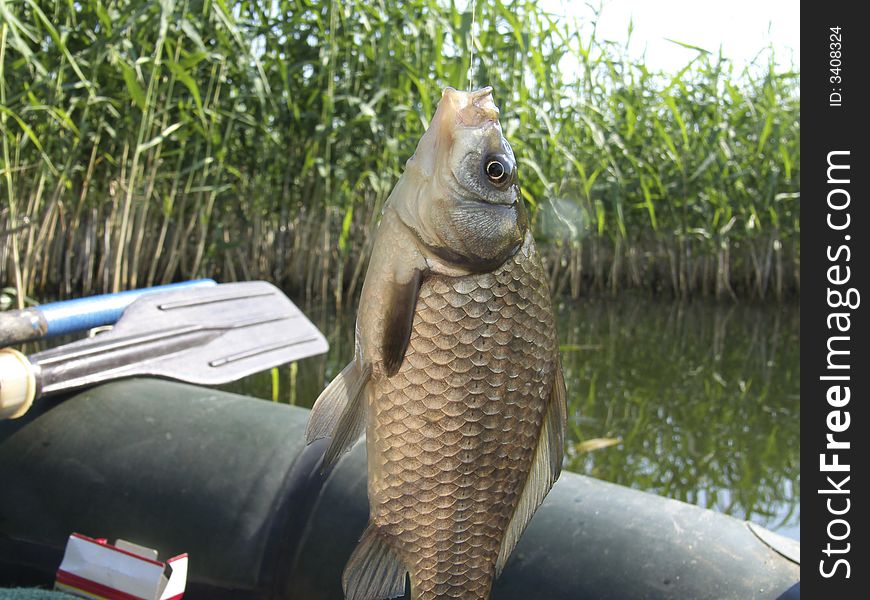 Crucian, river fish on a hook