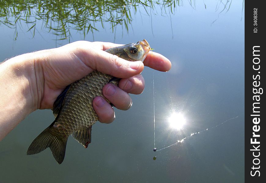 Crucian river fish on a hand