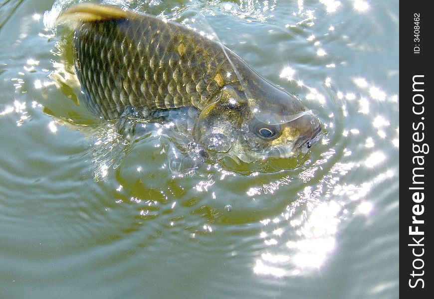 Crucian. River fish on a hook