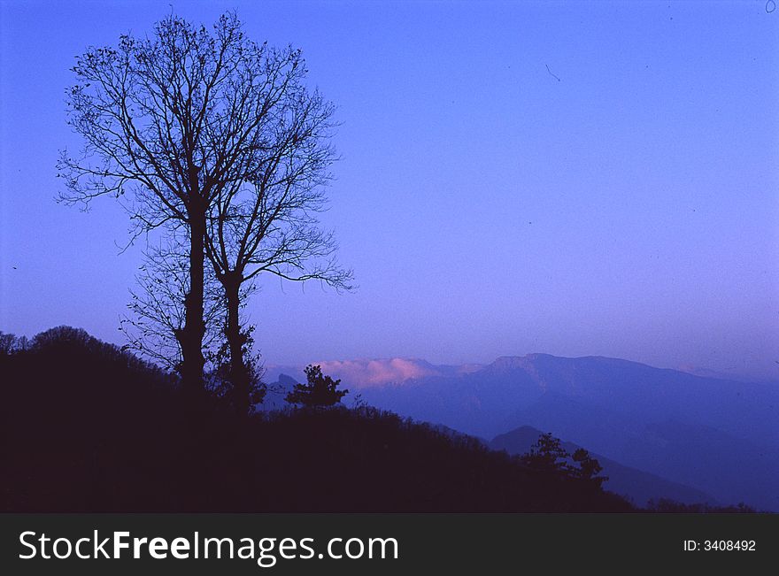 A tree on the Taibai mountain.Shaanxi province,China.