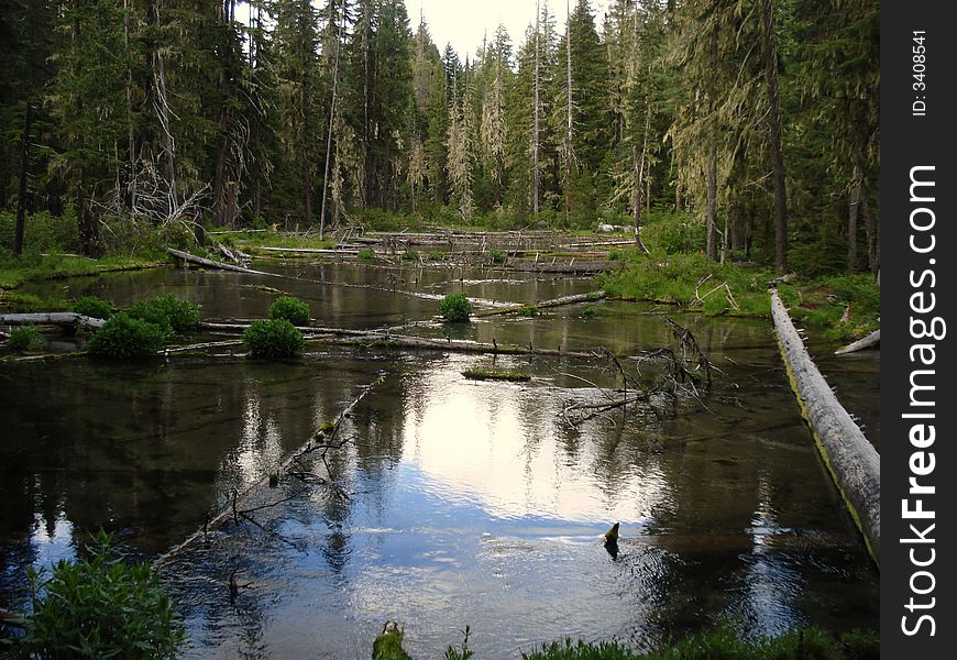 Clearwater Creek is located in Oregon.