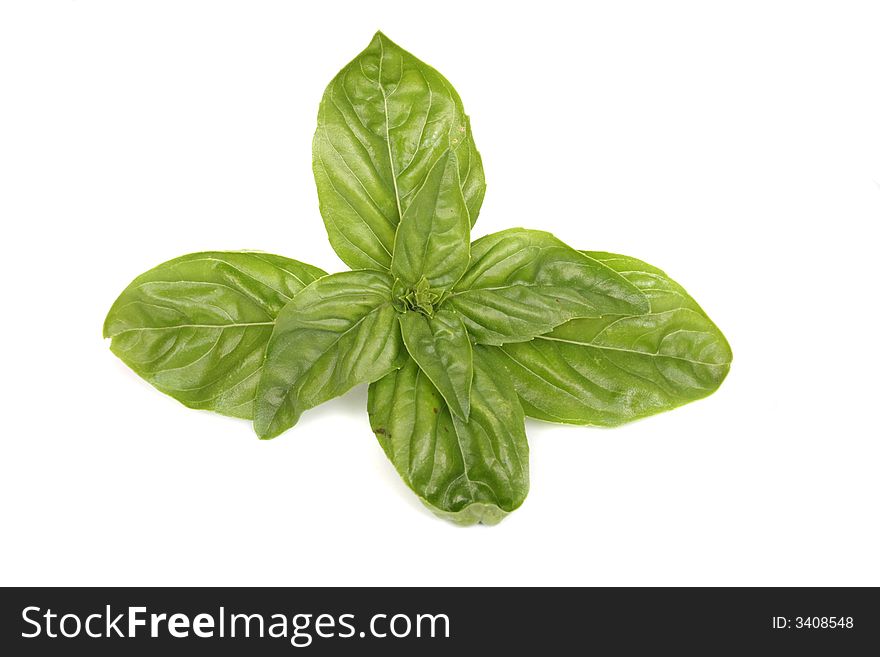 Fresh green leaves on the white baclground