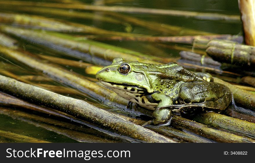 Frog,
