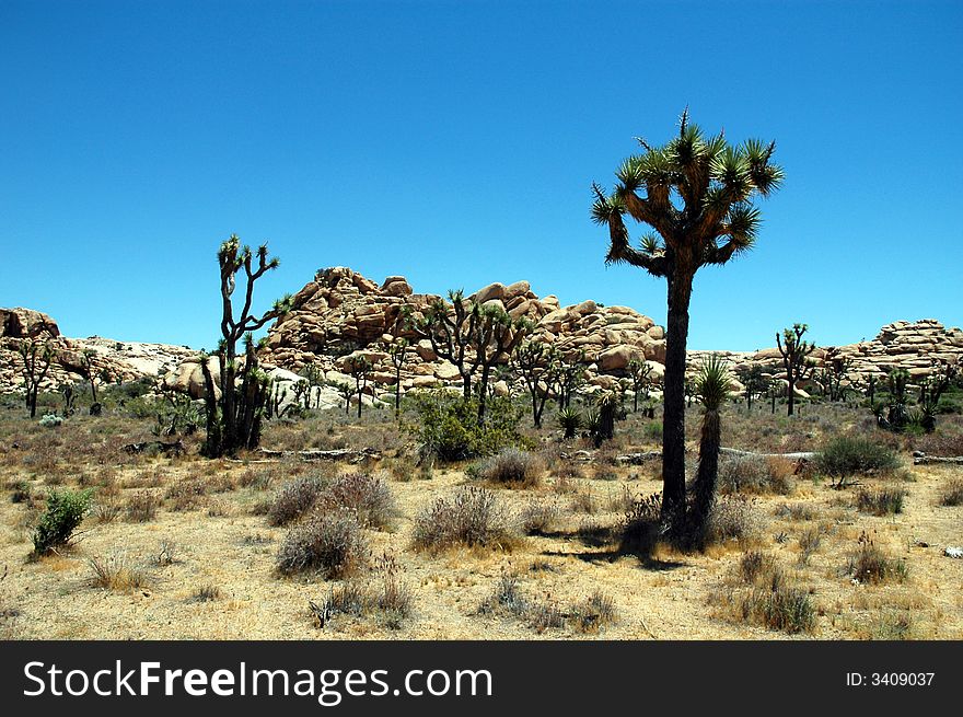 A desert view from Joshua Tree National Park with several Joshua trees.