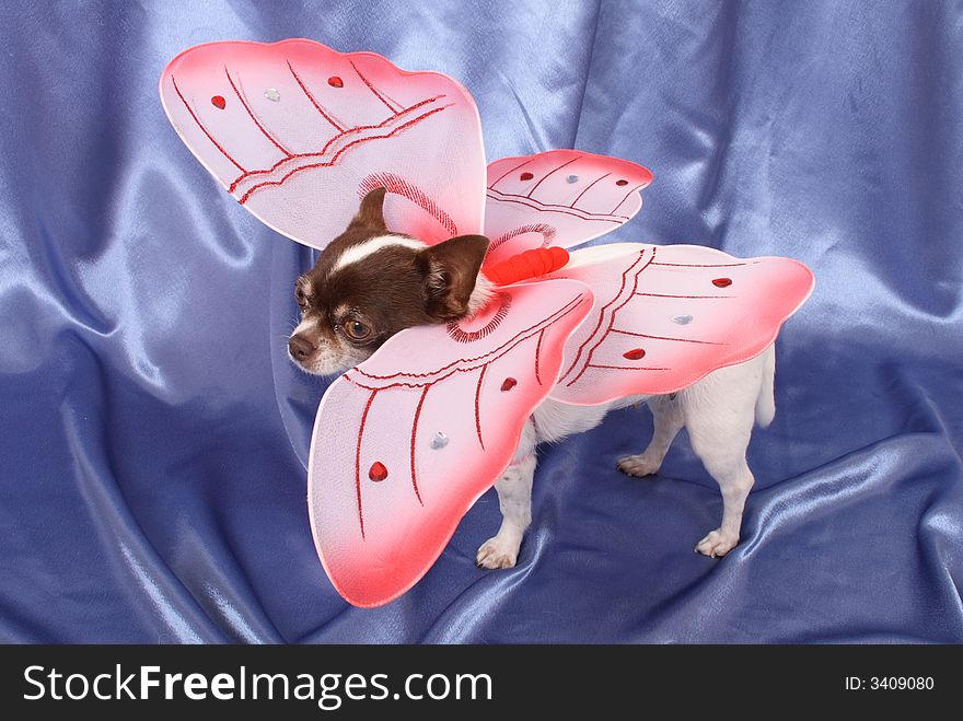 Chihuahua As Butterfly