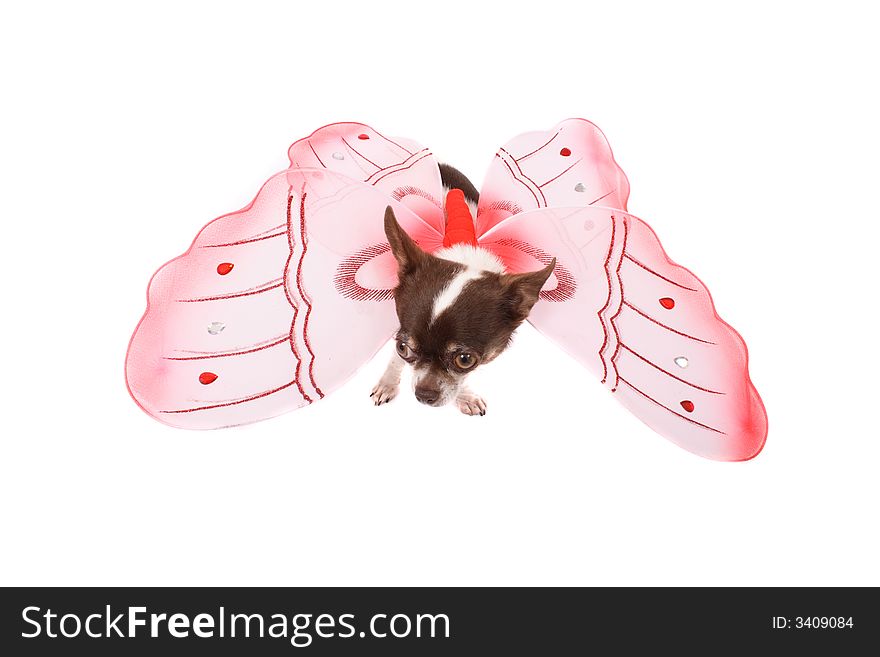 Small chihuahua want to fly on the white background. Small chihuahua want to fly on the white background