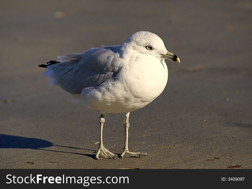 Close up of a white and grey sea gull, lifting his foot, getting ready to move, his eye sparkles in the sunlight, the background is wet sand. Close up of a white and grey sea gull, lifting his foot, getting ready to move, his eye sparkles in the sunlight, the background is wet sand