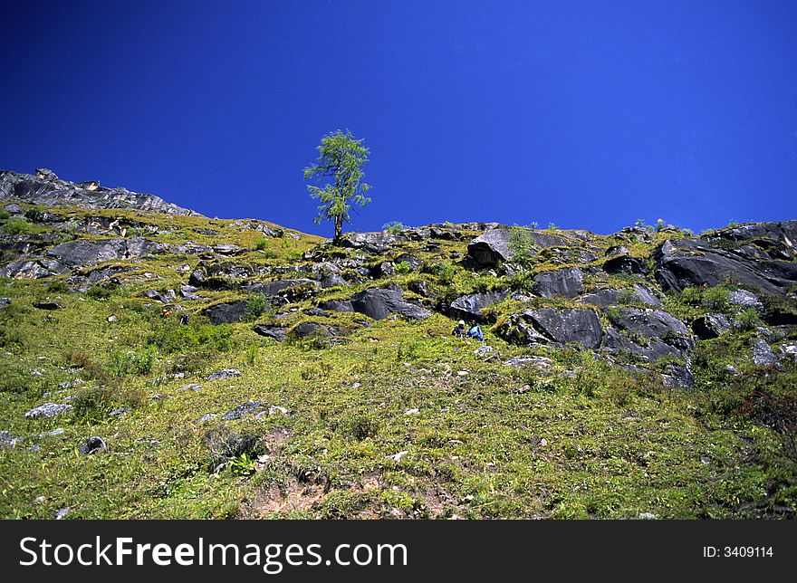 Single tree on the hill.Sichuan province,China.