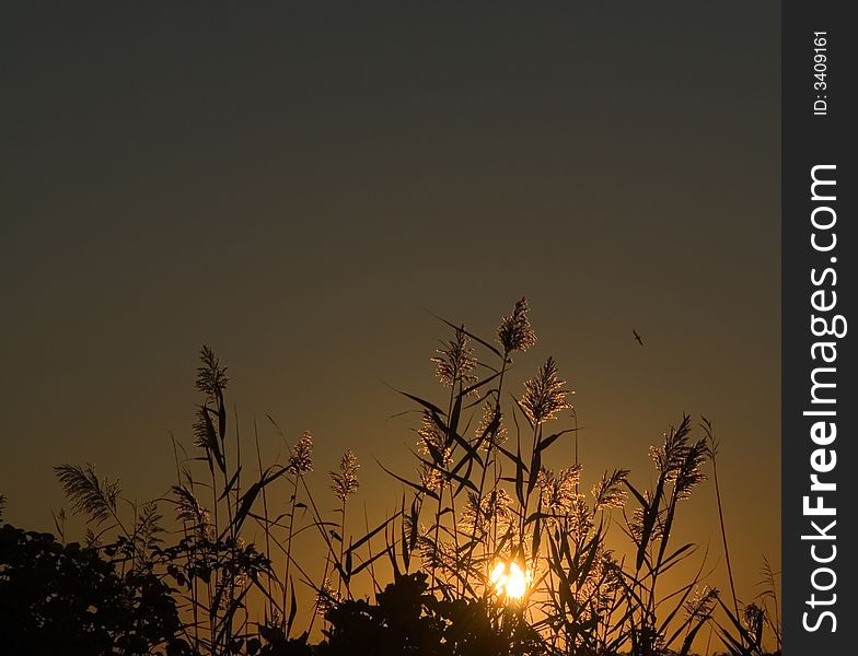 Elephant grass at dawn at Allens Pond in Dartmouth, MA, USA. Elephant grass at dawn at Allens Pond in Dartmouth, MA, USA