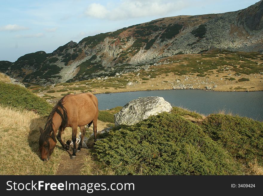 Horse in the Rila mountain, in front of a lake, Bulgaria, about 2400 m above the ocean. This mountain is famous with The Seven Rila lakes. Horse in the Rila mountain, in front of a lake, Bulgaria, about 2400 m above the ocean. This mountain is famous with The Seven Rila lakes