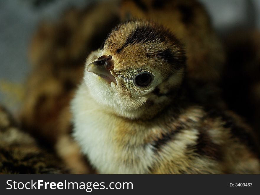 A lovely chick with brown soft feather. A lovely chick with brown soft feather