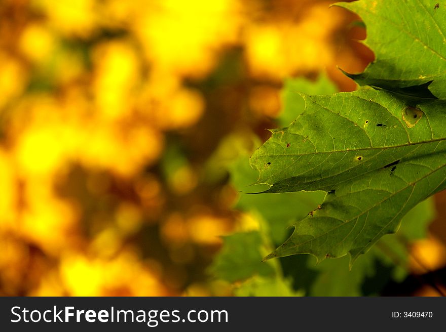 Detail of green maple leaf on yellow autumn background. Detail of green maple leaf on yellow autumn background.