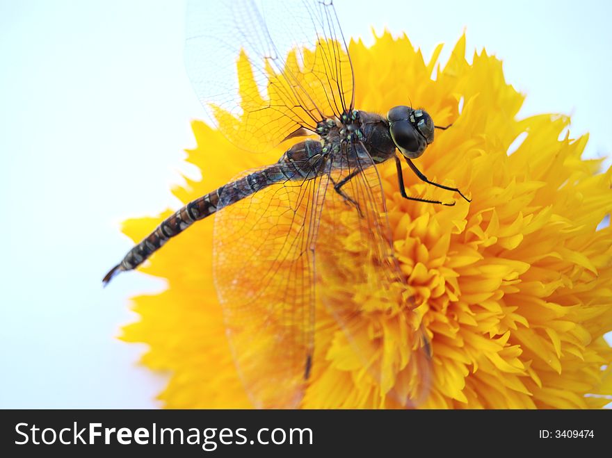 Dragon fly resting on  yellow flower. Dragon fly resting on  yellow flower