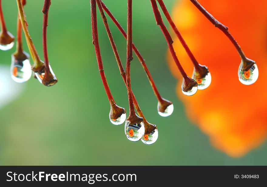 Water drops hanging from branches