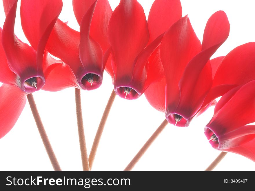 Bunch of red flowers against white background