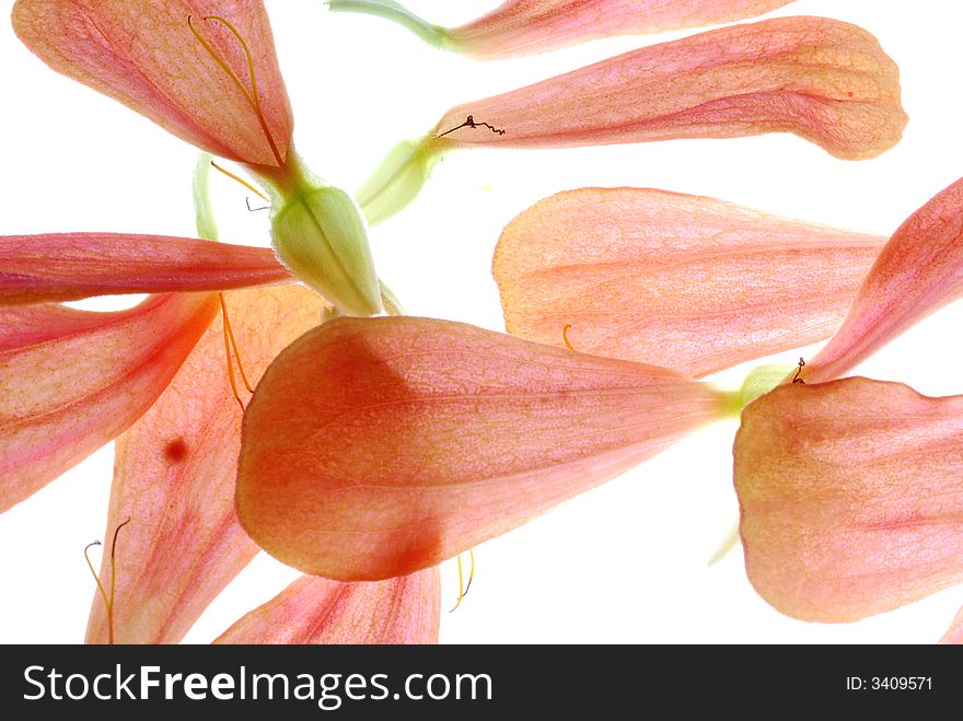 Close up of red petals