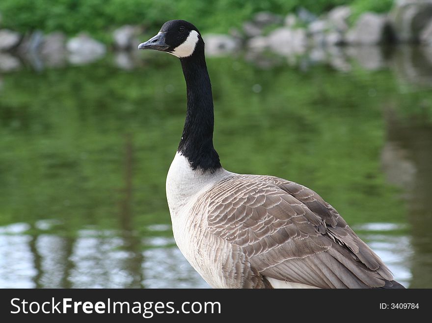 Canadian goose on coast of a pond
