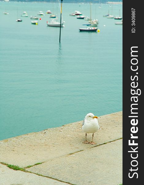 A sea gull standing at the edge of a dock. A sea gull standing at the edge of a dock