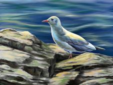 Seagull Royalty Free Stock Photos