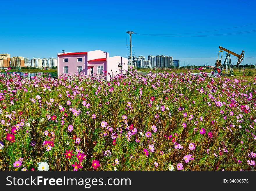 The pink building and flowers