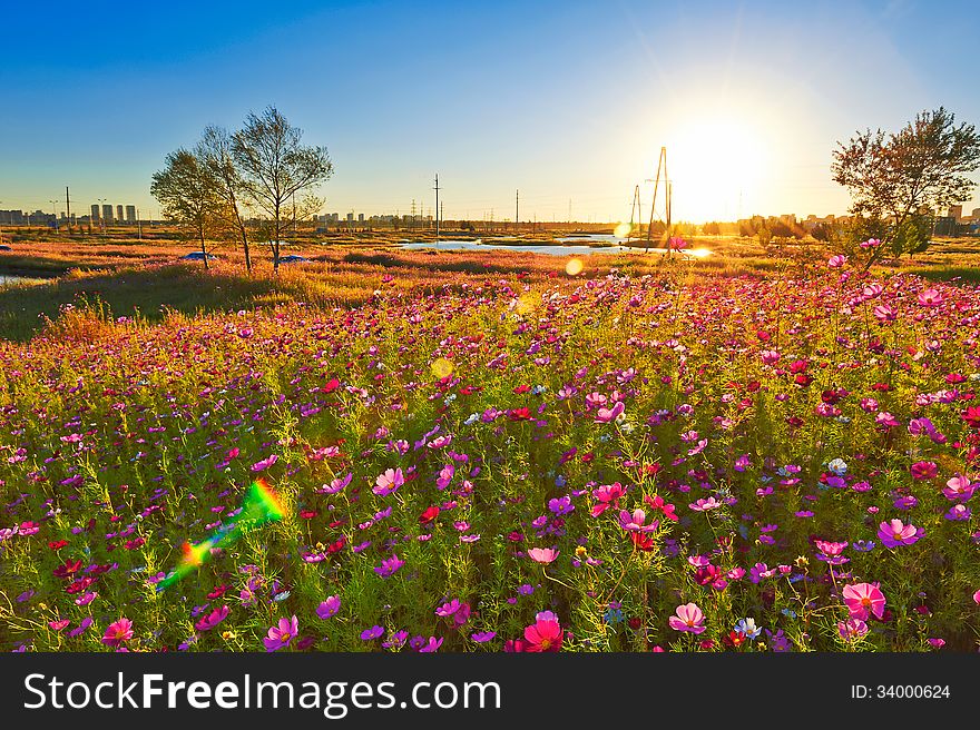 The perennial coreopsis sunset