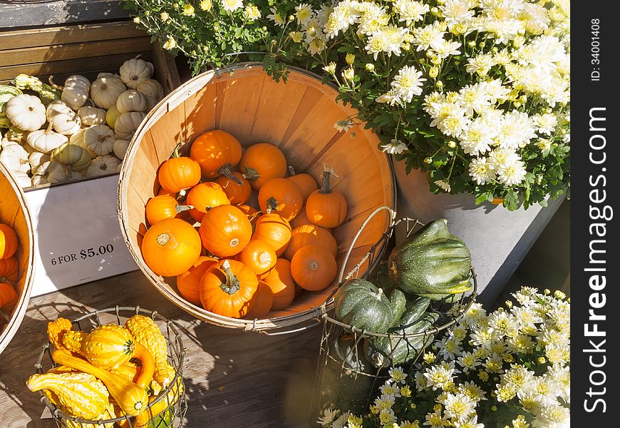 Basket of Decorative gourds and pumpkins. Basket of Decorative gourds and pumpkins