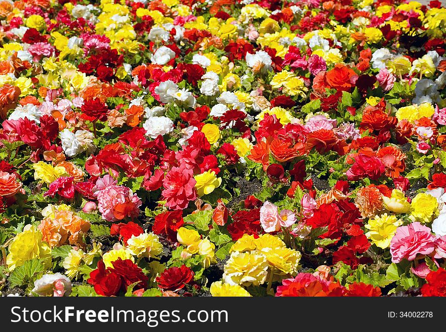 Field full of begonias, colorful summer image