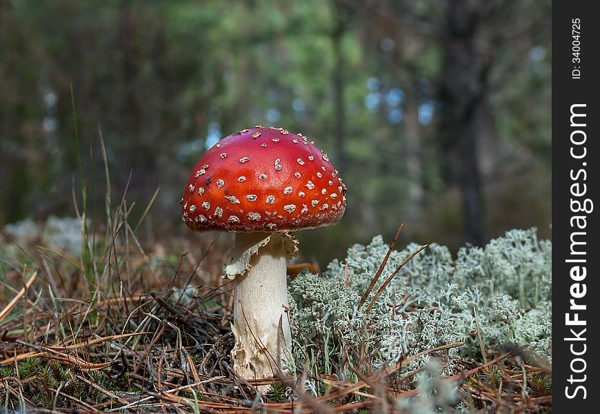 Fly amanita (Amanita muscaria) in the pinewood.