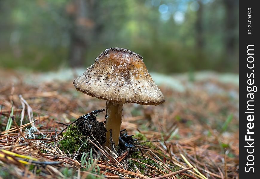 Old fly amanita (Amanita muscaria) in the pinewood.