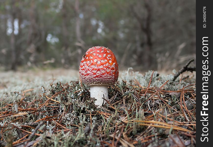 Fly amanita (Amanita muscaria) in the pinewood.