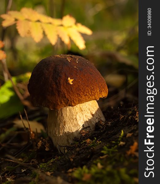 Cep in a moss of autumn wood