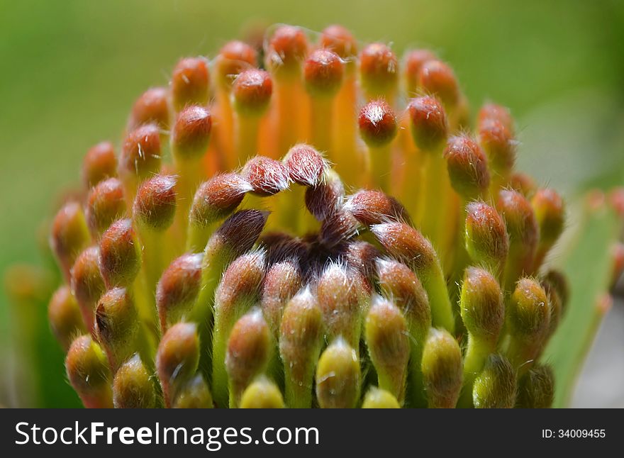Close up of commen pincushion protea blossom