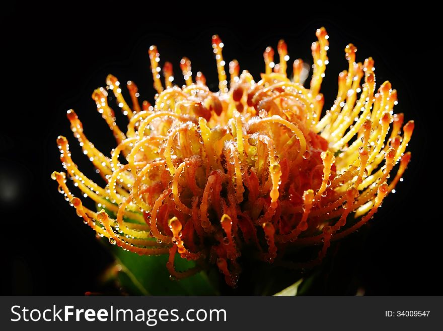 Close up of orange pincushion protea blossom with dew drops