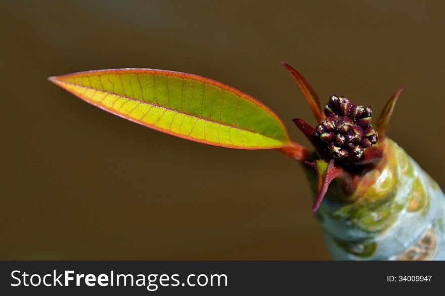 Close up of new frangipani leaf. Close up of new frangipani leaf