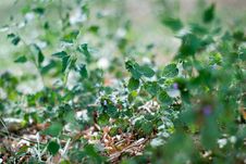 Nettle Plant Stock Photos Nettle Plant Stock Photos