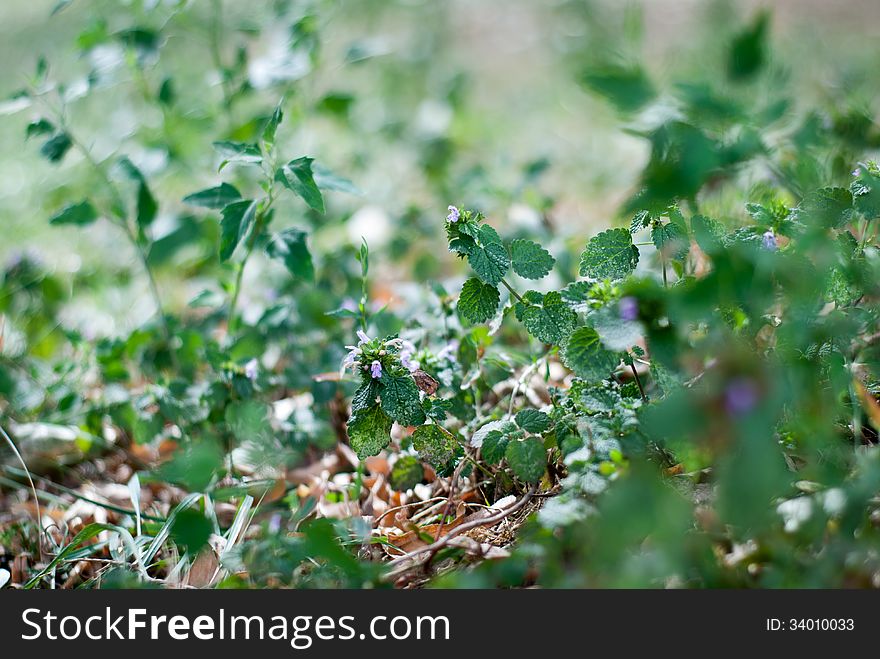 Field of wild nettle plants