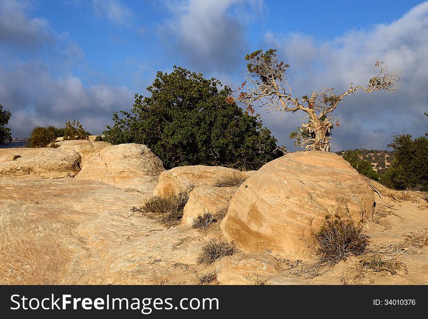 Rocks And Old Tree