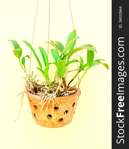 The hanging clay pots with orchid plant. The hanging clay pots with orchid plant