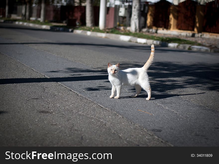 White and funny stray cat posing in the middle of the street