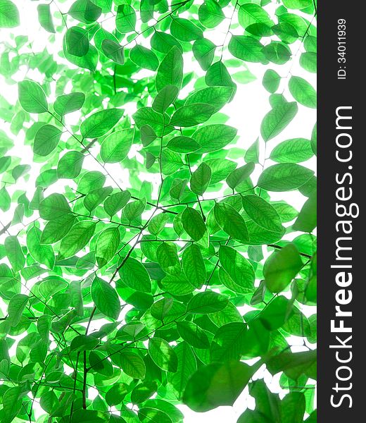 Tree branch and blurred green leaves background. Tree branch and blurred green leaves background