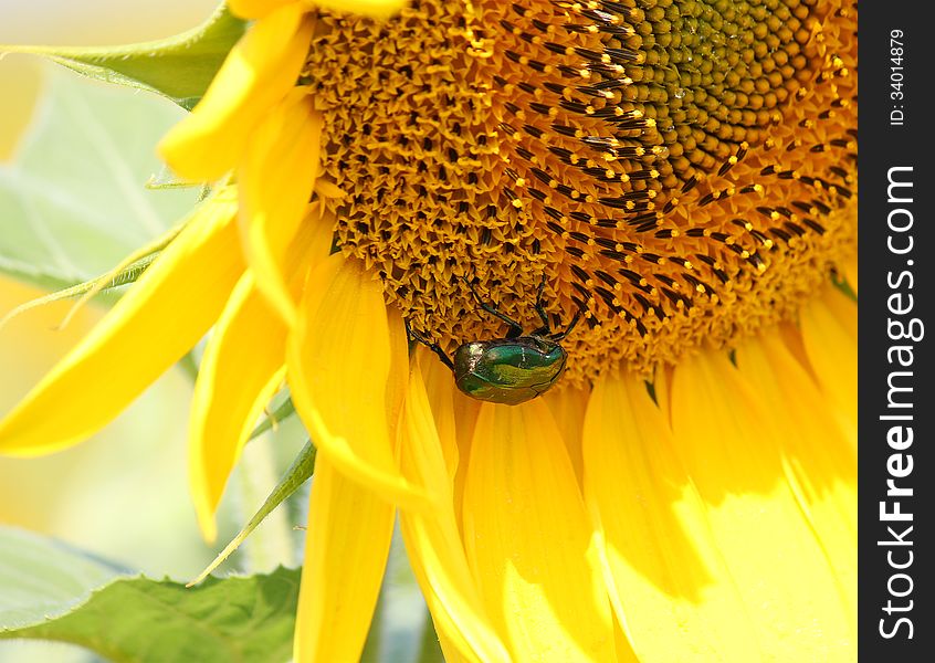 Big Green Beetle On A Sunflower