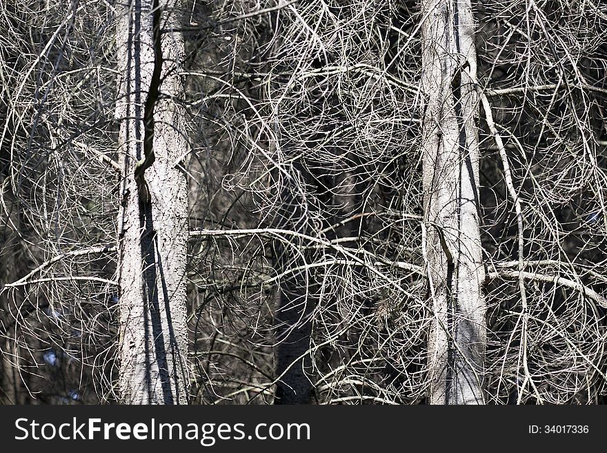 Old leafless trees with banches