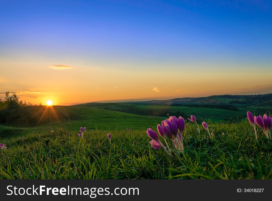 A bunch of violets on a hill in the warm liht of the autumn sunset. A bunch of violets on a hill in the warm liht of the autumn sunset